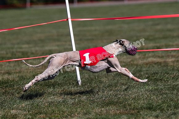 Prg 3, Race 10, Blitz Moonstruck Fortuna Tipa-2209