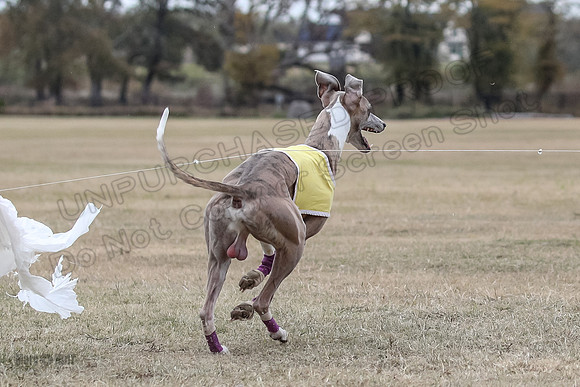 Finals Open 4 Rigel Trixie-4146