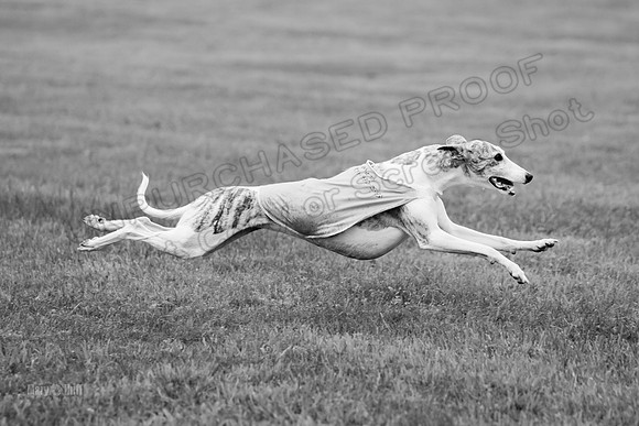 Prelims Misty-0661-2