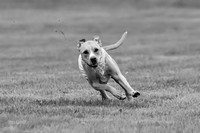 Prelims Zara-0803-2