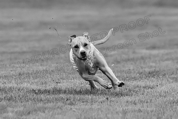 Prelims Zara-0803-2