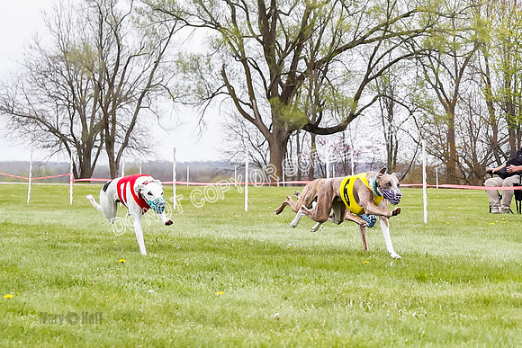 WRA, Prg 4, Race 1, Dash, Elvis Mika Buzzsaw Moonstruck-9274