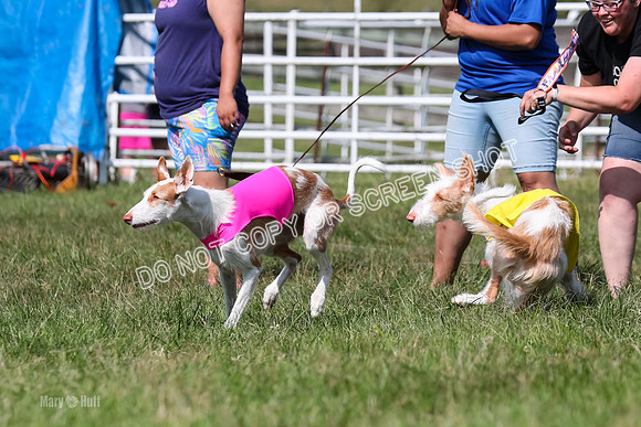 Open Prelim B3, Tavia, Birdie-7934