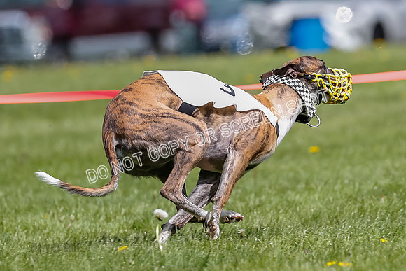 NOTRA Program 2, Race 3, Picanha Bibi Watson-2-7