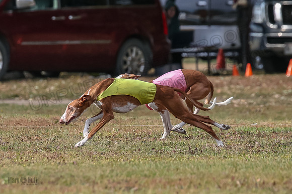 1 Prelims Vet 2 Dawn Thea-0874