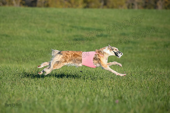 1 Prelims Vet 1 Yaro Chase Zip-3060