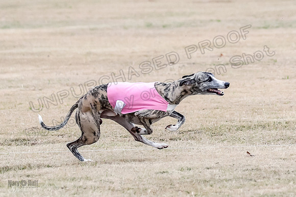 1Prelim Open 2 Shine Maverick Steel-2977