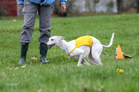 Finals Whippet Veteran-4734