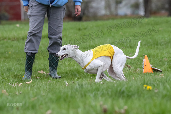 Finals Whippet Veteran-4734