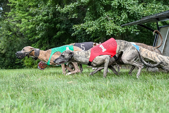 prg 1 race 4 lola Willow Finely Ullr Ready-3579