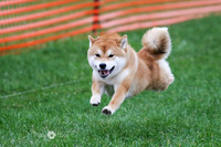 Shiba 1