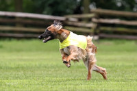 Finals Afghan Hound-1465