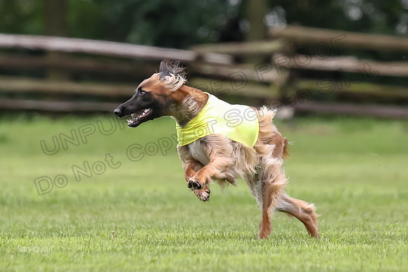 Finals Afghan Hound-1465