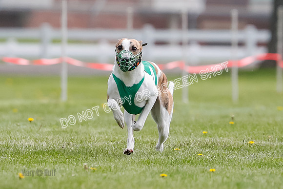 WRA, Prg 1, Race 1, Puppy, Sprig Gnocchi-8226