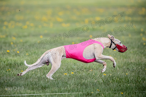 1 Prelim FCh A4 Whisper Zinger-6719