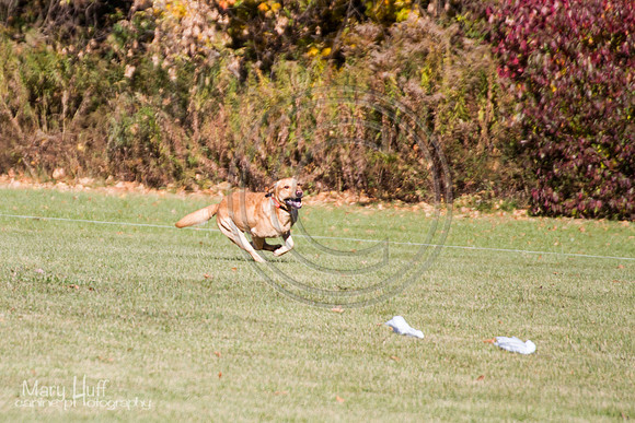 IMG_1331