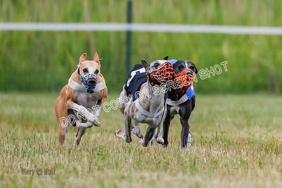 Prg 2, Race 4, Marty, Bogie, Denim, Meatloaf, Blaze, Raz-2-5
