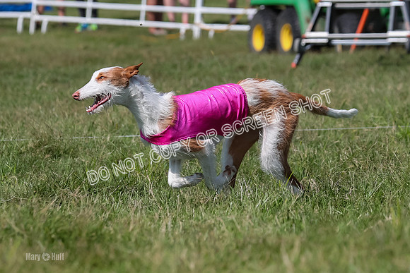 Prelim, Unknown Dogs-7691