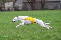 Finals Whippet Veteran-4737