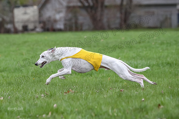 Finals Whippet Veteran-4737