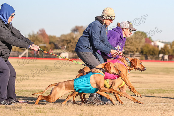 1prelims Open 1 Chief Coco Rein-9524