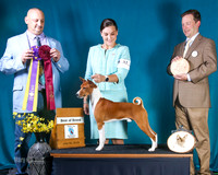 BEST OF BREED