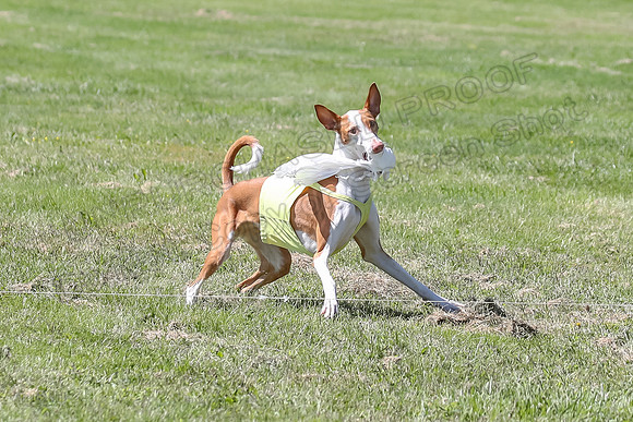 Finals Fch 2 Beastie Ginny-8337