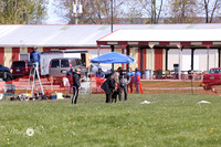 Labrador