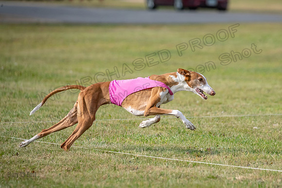 Finals Vet 2 Seren Dawn-3385