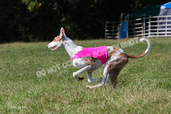 Prelim, Unknown Dogs-7983
