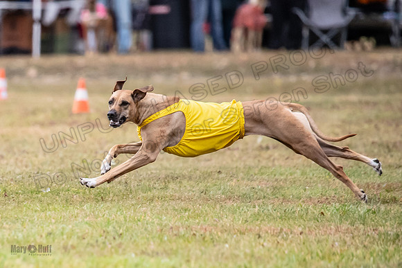 Finals Fch 1 Islay Opal Dakota-2413