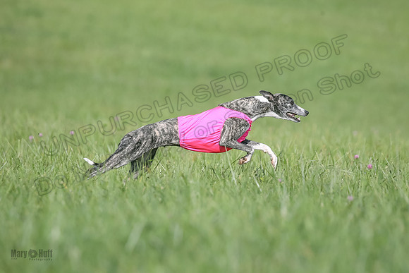1 Prelims Fch B2 Cooper Prim Treble-9758