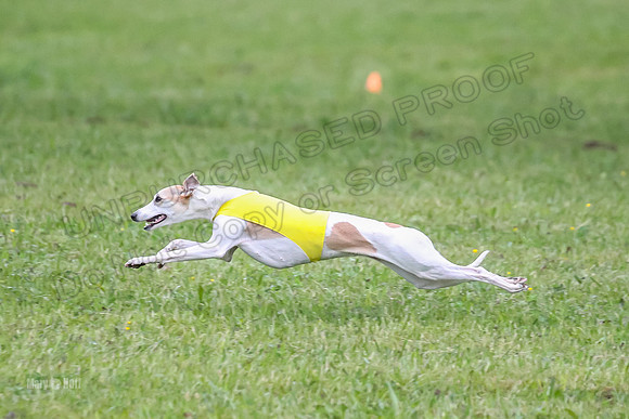 Prelim Open B4, Marlee Wrath Sonic-8481