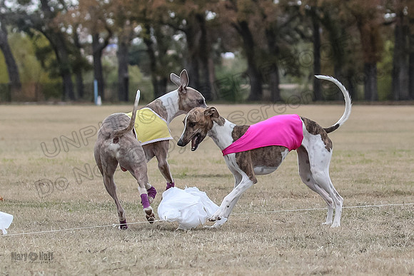 Finals Open 4 Rigel Trixie-4150