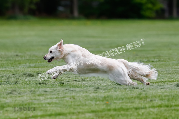 Cat Test 2-0677