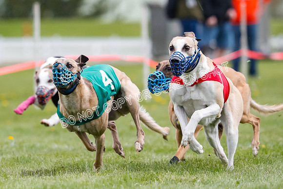 WRA, Prg 1, Race 14, Chase Buttercup Joplin Cinder Navi-8519