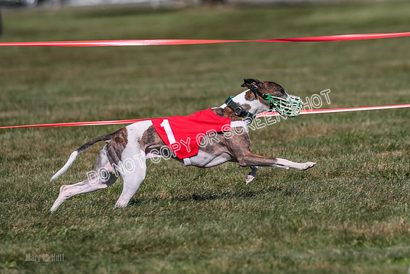 Prg 4, Race 2, Clyps Carney Dazzle-2529
