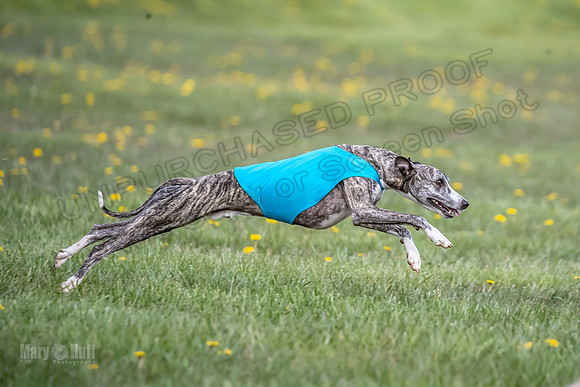 1 Prelim FCh B1 Sparky Arlo Arrow-6733