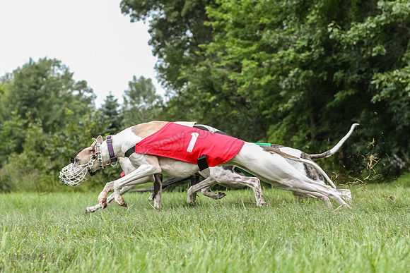 prg 1 race 2 Tissy Wallie Frankie Elsa-3512