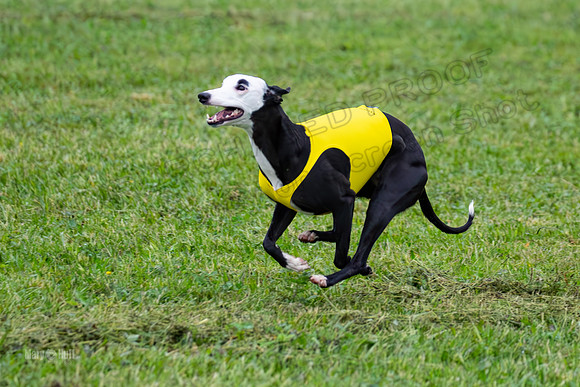 Prelims Open A2, Poppy Mateo Misty-3217