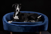 Puck 5.23.2020-1217