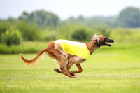 Finals Afghan Hound-1457