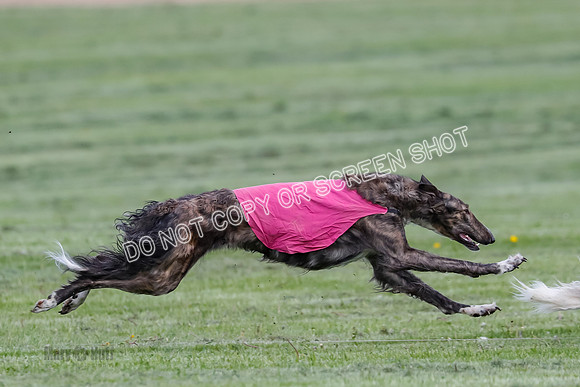 Prelim, Open, Rainbow Vera-8452