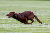 Cat Test 2-0897