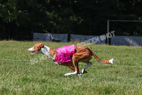 Open Prelim A1, Rose Riptide Idina-7578