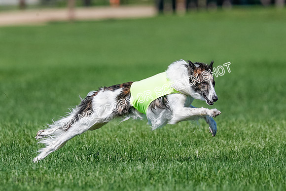 Silken Windhound Finals, Finnegan-3980