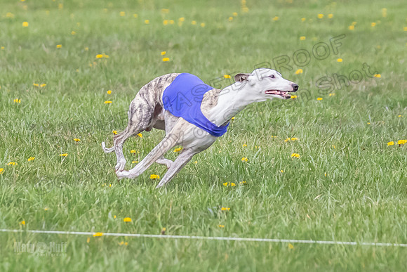 1 Prelim Open E1 Trixie Sneakers Ripley-6583