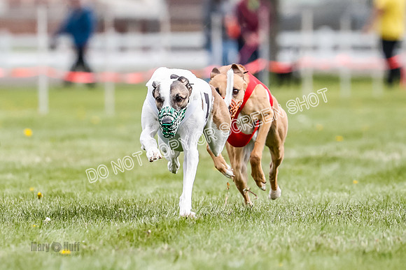 WRA, Prg 1, Race 12, Tanooki Jigsaw Cheetah Bookie-8466