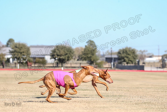 1Prelims Vet 1 Caper Copper-0963