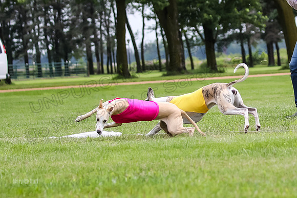 Finals Fch-Vet 2, Wilson Buttercup-1787